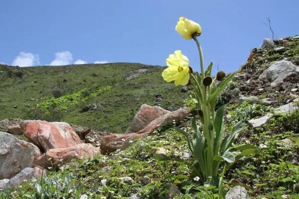 郁金香的花语，不同颜色的花语不同