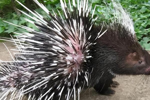 豪猪是不是猪，豪猪不是猪