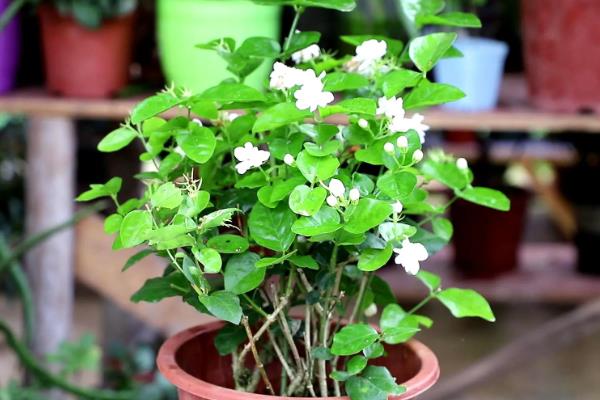 怎么养茉莉花，花败后要及时剪除残花枯枝