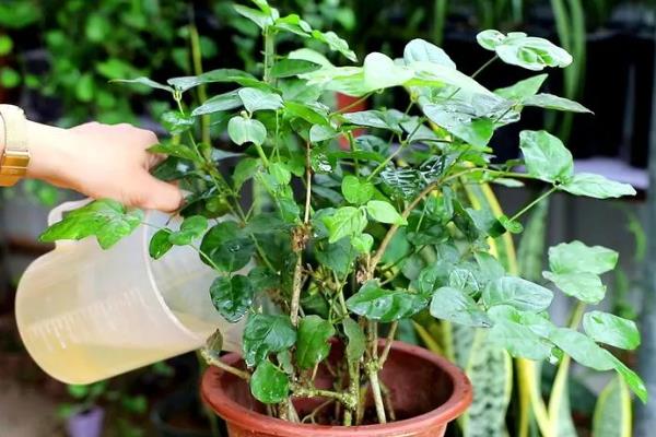 怎么养茉莉花，花败后要及时剪除残花枯枝