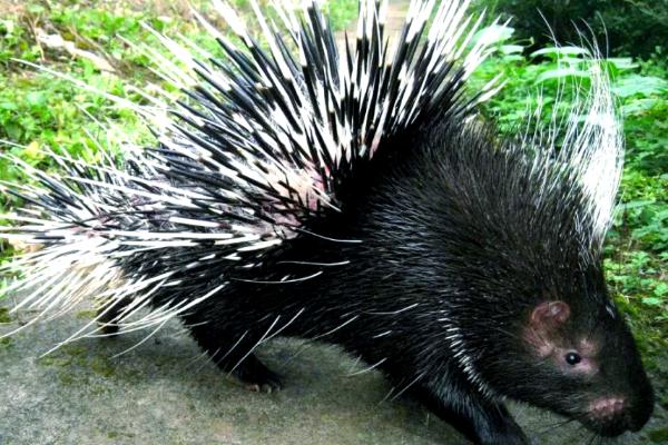 豪猪是不是猪，豪猪不是猪