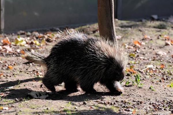 豪猪是不是猪，豪猪不是猪