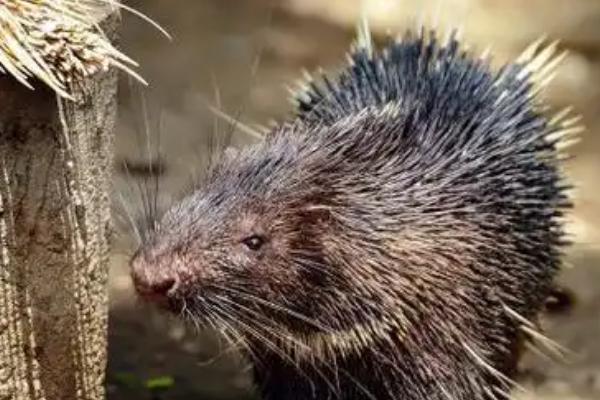 豪猪是不是猪，豪猪不是猪