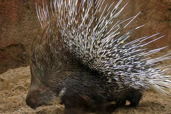 豪猪是不是猪，豪猪不是猪