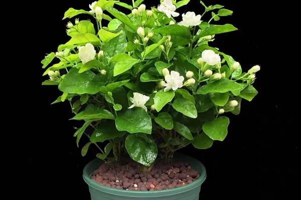 怎么养茉莉花，花败后要及时剪除残花枯枝