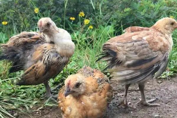 芦丁鸡一般吃什么，可以喂动物的内脏、小麦、玉米粒等