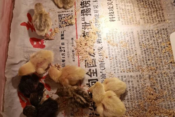 芦丁鸡一般吃什么，可以喂动物的内脏、小麦、玉米粒等