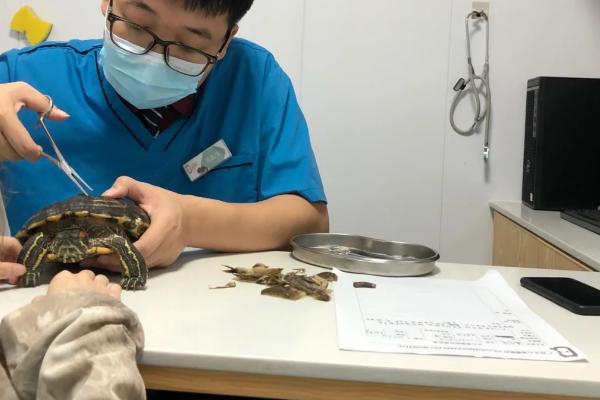 乌龟为什么会吐食，不适应新环境时会出现应激