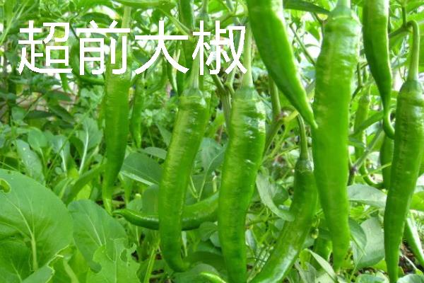 秋季适合种什么辣椒，大辣椒、线椒、甜椒等品种均可选择