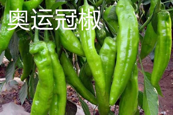 秋季适合种什么辣椒，大辣椒、线椒、甜椒等品种均可选择