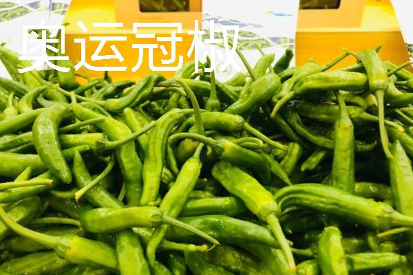 秋季适合种什么辣椒，大辣椒、线椒、甜椒等品种均可选择