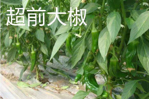 秋季适合种什么辣椒，大辣椒、线椒、甜椒等品种均可选择