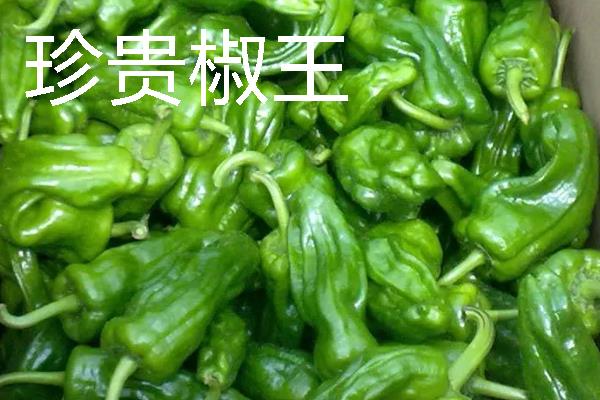 秋季适合种什么辣椒，大辣椒、线椒、甜椒等品种均可选择