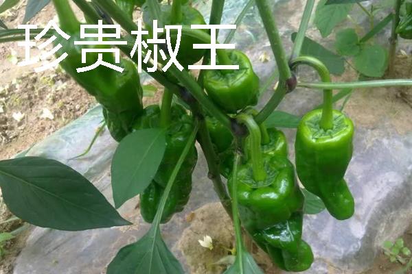 秋季适合种什么辣椒，大辣椒、线椒、甜椒等品种均可选择