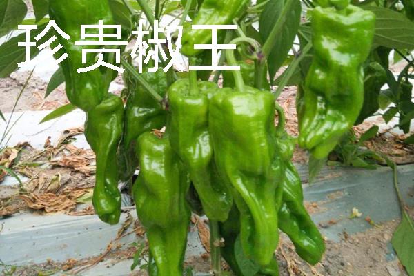 秋季适合种什么辣椒，大辣椒、线椒、甜椒等品种均可选择