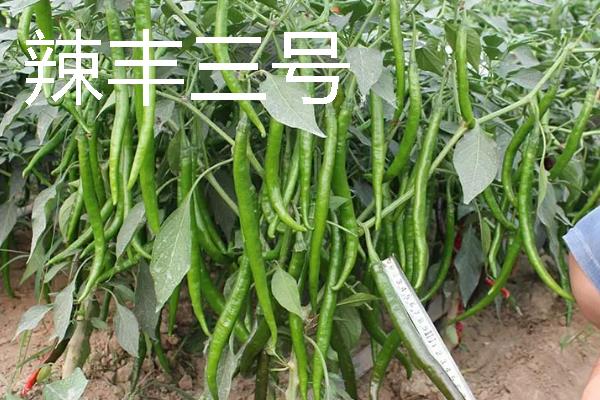 秋季适合种什么辣椒，大辣椒、线椒、甜椒等品种均可选择
