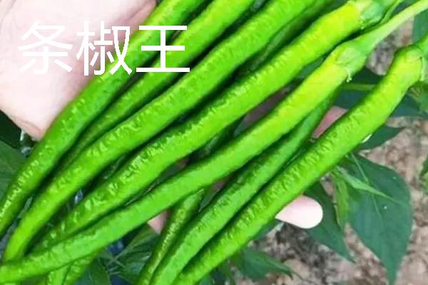 秋季适合种什么辣椒，大辣椒、线椒、甜椒等品种均可选择