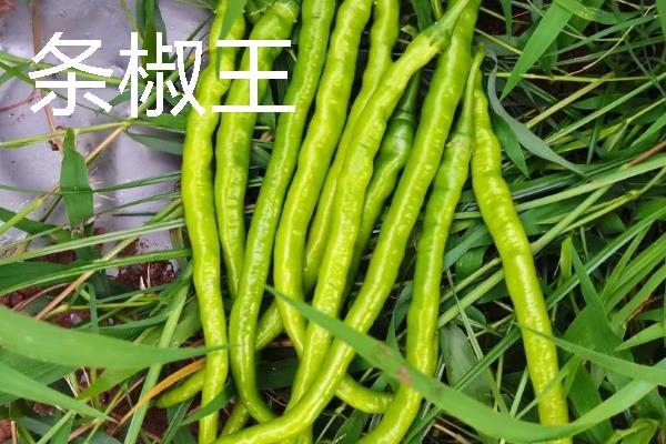 秋季适合种什么辣椒，大辣椒、线椒、甜椒等品种均可选择