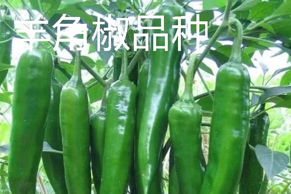 秋季适合种什么辣椒，大辣椒、线椒、甜椒等品种均可选择