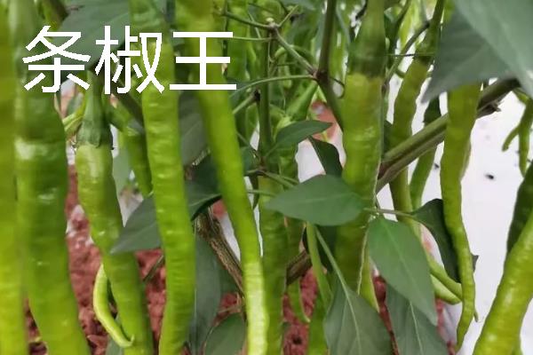 秋季适合种什么辣椒，大辣椒、线椒、甜椒等品种均可选择