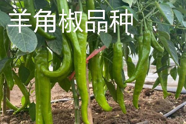 秋季适合种什么辣椒，大辣椒、线椒、甜椒等品种均可选择
