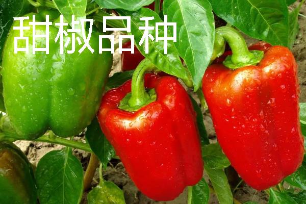 秋季适合种什么辣椒，大辣椒、线椒、甜椒等品种均可选择
