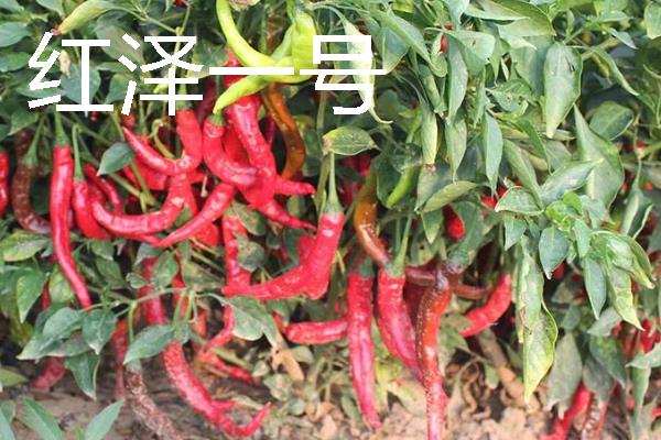 秋季适合种什么辣椒，大辣椒、线椒、甜椒等品种均可选择