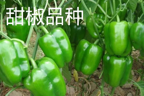 秋季适合种什么辣椒，大辣椒、线椒、甜椒等品种均可选择