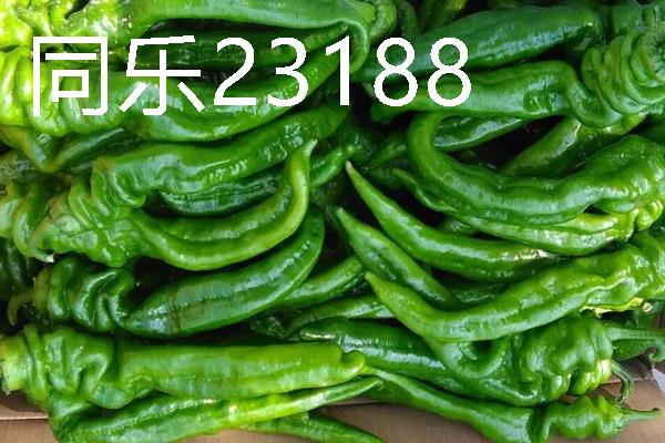 秋季适合种什么辣椒，大辣椒、线椒、甜椒等品种均可选择