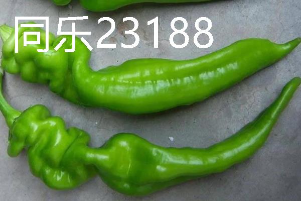 秋季适合种什么辣椒，大辣椒、线椒、甜椒等品种均可选择