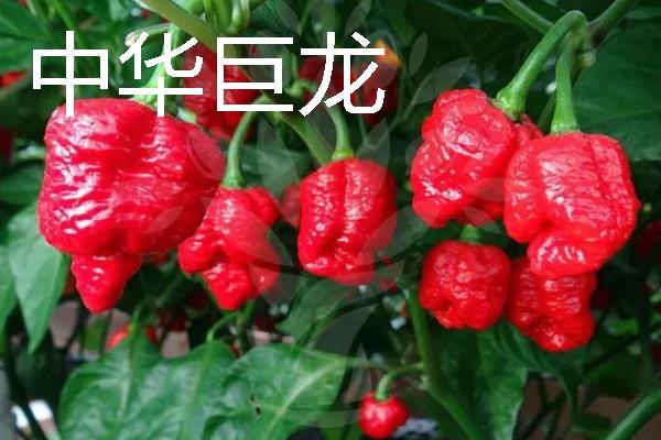 秋季适合种什么辣椒，大辣椒、线椒、甜椒等品种均可选择