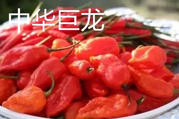 秋季适合种什么辣椒，大辣椒、线椒、甜椒等品种均可选择