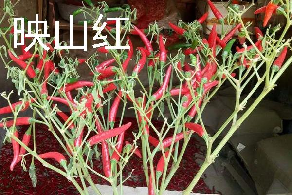 秋季适合种什么辣椒，大辣椒、线椒、甜椒等品种均可选择