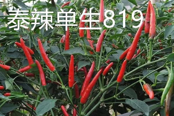 秋季适合种什么辣椒，大辣椒、线椒、甜椒等品种均可选择