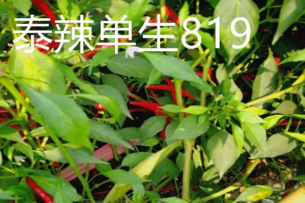 秋季适合种什么辣椒，大辣椒、线椒、甜椒等品种均可选择