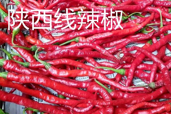 秋季适合种什么辣椒，大辣椒、线椒、甜椒等品种均可选择