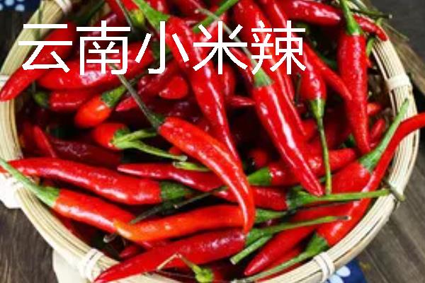 秋季适合种什么辣椒，大辣椒、线椒、甜椒等品种均可选择