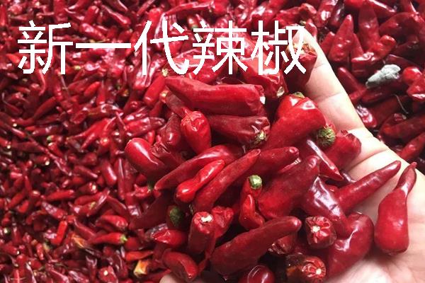 秋季适合种什么辣椒，大辣椒、线椒、甜椒等品种均可选择