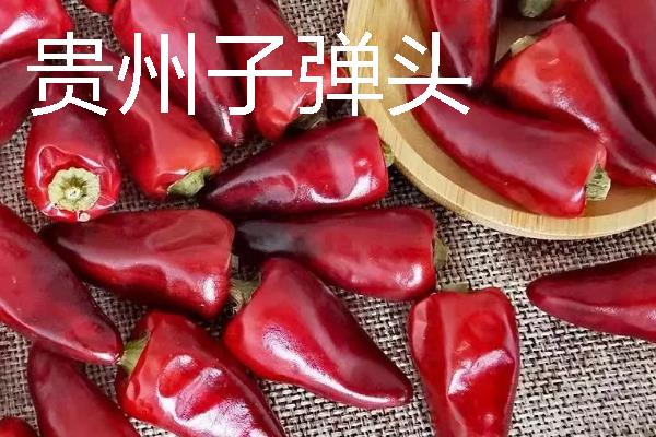 秋季适合种什么辣椒，大辣椒、线椒、甜椒等品种均可选择