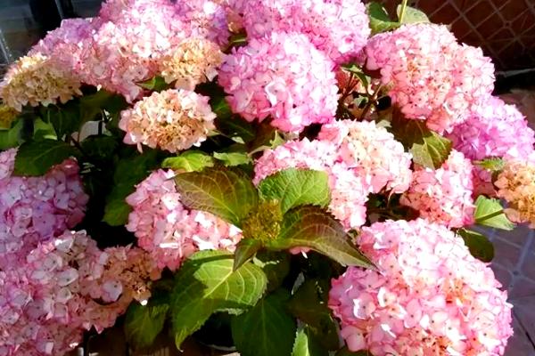 绣球花冬天怎么养，要为其做好保暖的措施