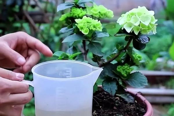 绣球花冬天怎么养，要为其做好保暖的措施