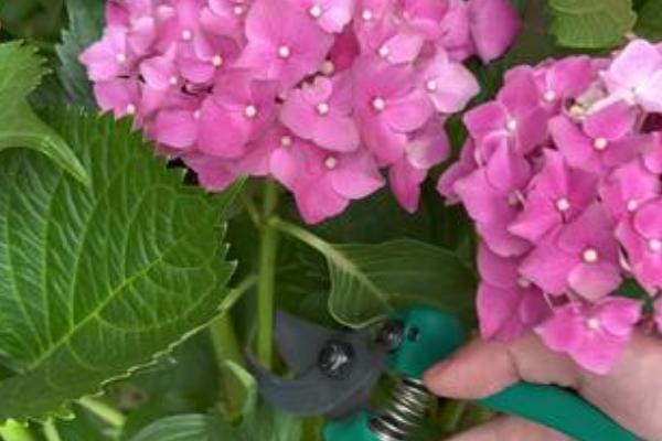 绣球花冬天怎么养，要为其做好保暖的措施