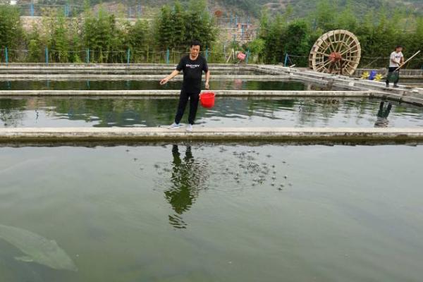 冷水鱼怎么养，首先要注意的就是控制水温
