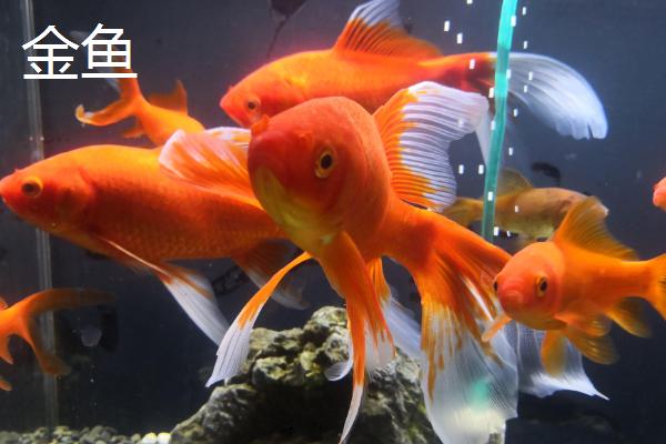 冷水鱼怎么养，首先要注意的就是控制水温