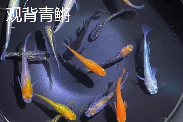 冷水鱼怎么养，首先要注意的就是控制水温