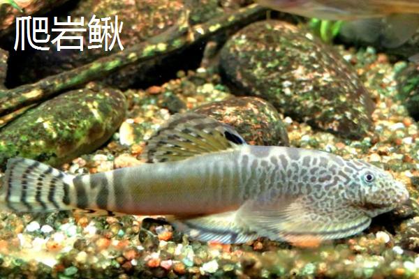 冷水鱼怎么养，首先要注意的就是控制水温