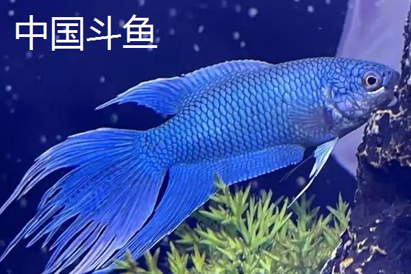 冷水鱼怎么养，首先要注意的就是控制水温