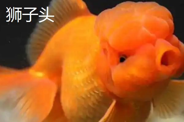 冷水鱼怎么养，首先要注意的就是控制水温