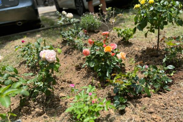 月季花的露地种植方法，基肥以有机肥为主