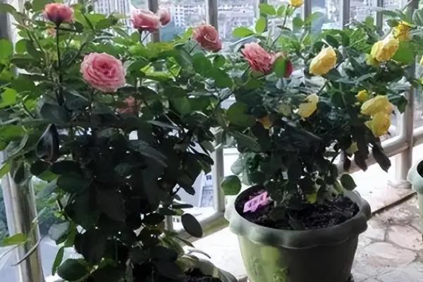 月季花的露地种植方法，基肥以有机肥为主